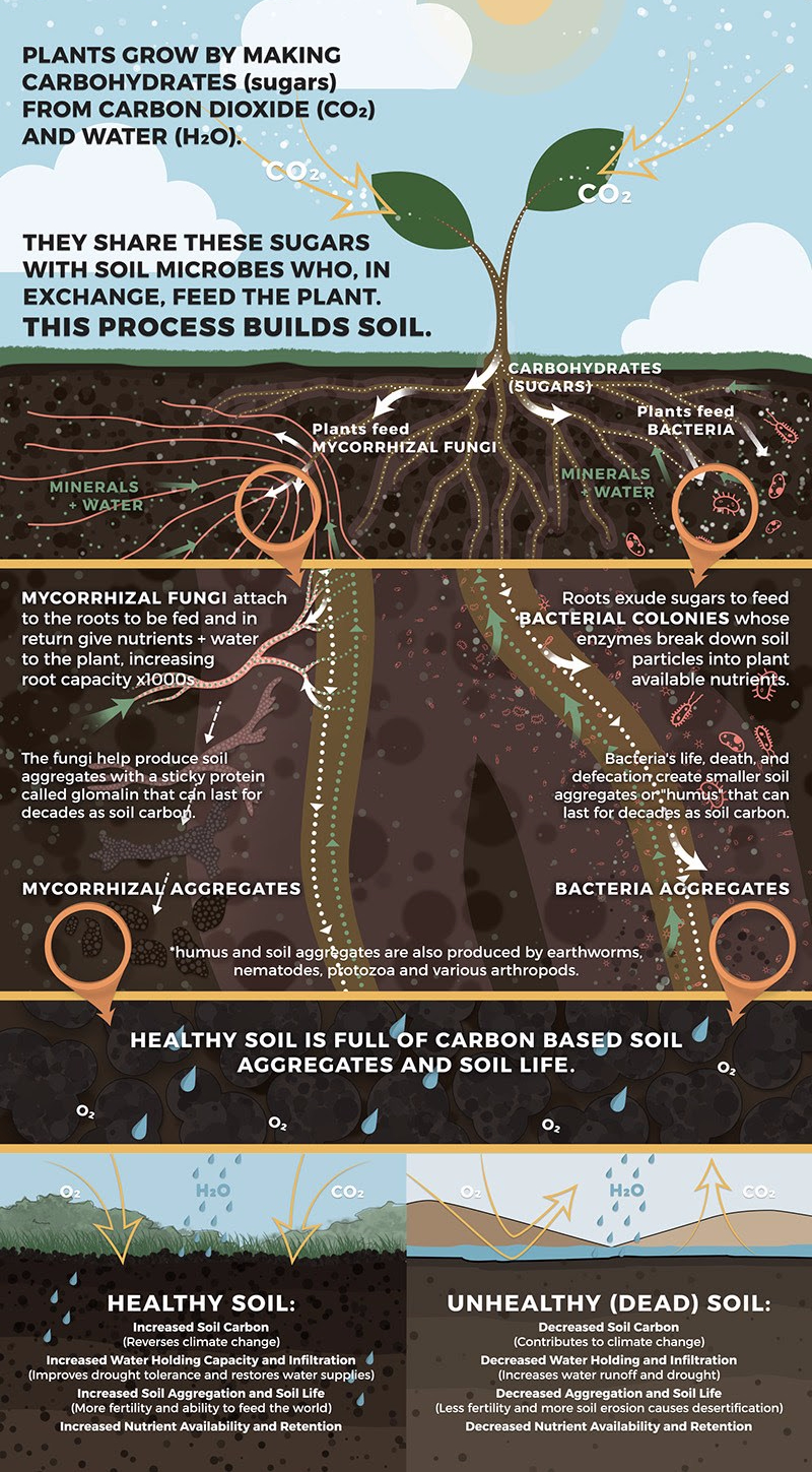 Soil Life Chart